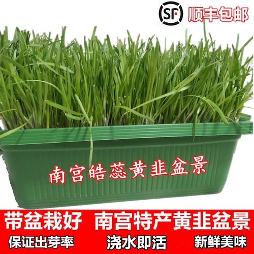 水培韭菜阳台南宫黄韭盆栽