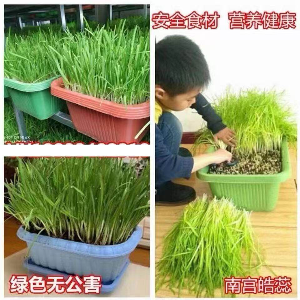 南宫特产黄韭盆景水培韭菜盆栽无公害蔬菜室内阳台有机黄芽韭菜根