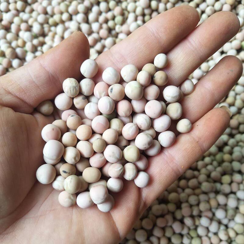 干豌豆食用新生粒干的干货农家发苗芽菜种子重庆小面配料云南包邮