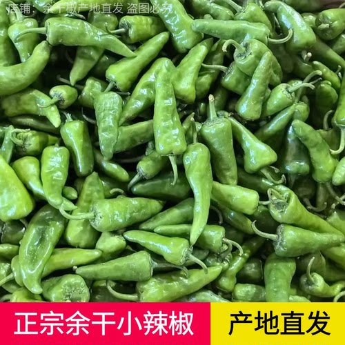 正宗余干小辣椒新鲜江西辣椒余干枫树农家土辣椒薄皮青椒