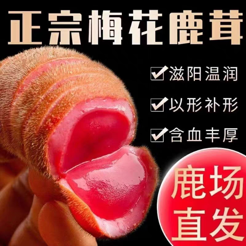 东北梅花鲜鹿茸片长白山鹿茸整支鲜鹿茸头茬二杠新鲜鹿茸泡酒煲汤