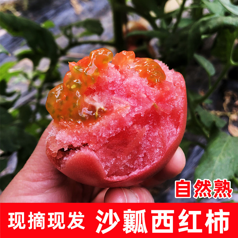 沙瓤番茄新鲜西红柿普罗旺斯西红柿自然熟生吃水果蔬菜3/5斤包邮 水产肉类/新鲜蔬果/熟食 番茄 原图主图