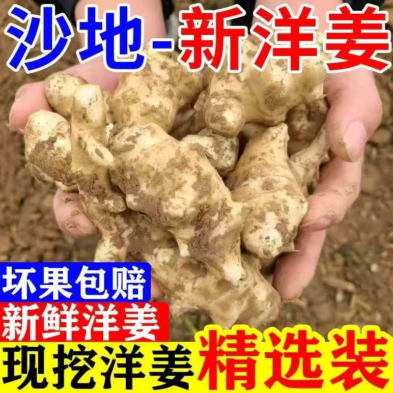 现挖洋姜新鲜鬼子姜大块3斤5斤9