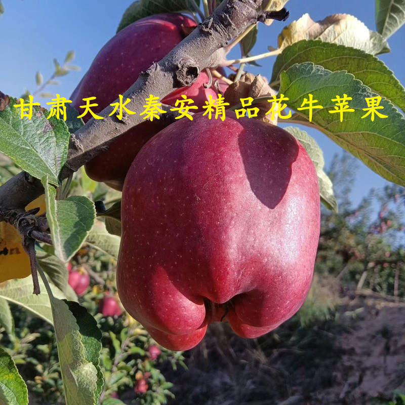 天水秦安特级花牛苹果产地直发