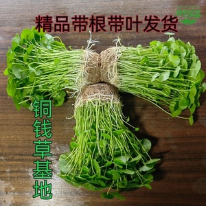 土培水培植物铜钱草铜钱草水培水养绿植金钱草室内桌面小盆栽四季