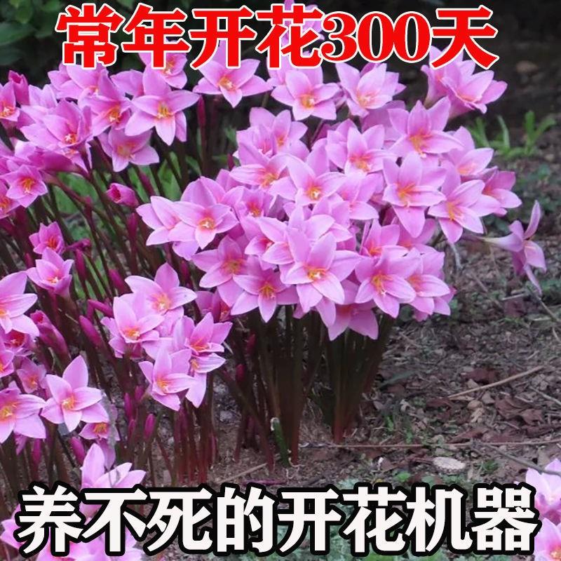 四季开花重瓣风雨兰种球室内阳台花卉盆栽四季易活葱兰韭菜兰好养