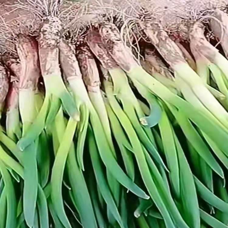 东北新鲜现挖牙葱  生吃蘸酱葱 鲜嫩小葱 可以种植葱包邮散装