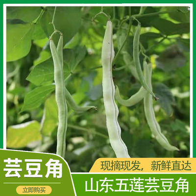 农家新鲜蔬菜山东白豆角 四季豆现摘九粒芸豆白架豆白不老5斤包邮