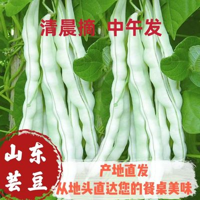 山东农家白不老豆角现摘芸豆新鲜四季豆角云豆米豆扁豆老来少包邮