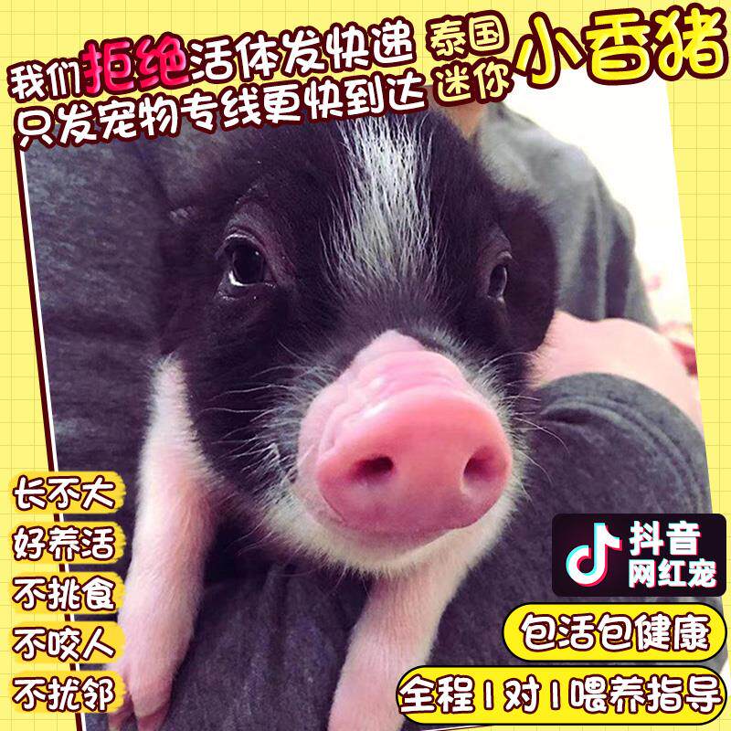 纯种泰国小香猪迷你宠物猪可爱网红萌宠小猪仔活体幼崽长不大活物