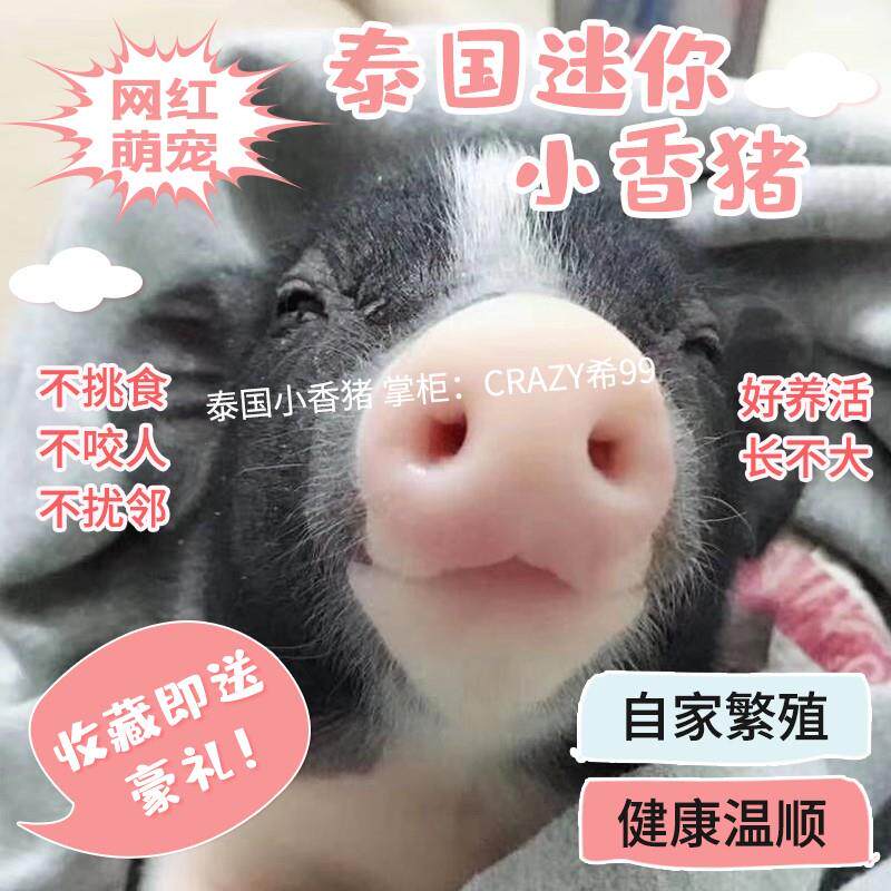 纯种泰国小香猪迷你宠物猪可爱网红萌宠小猪仔活体幼崽长不大活物