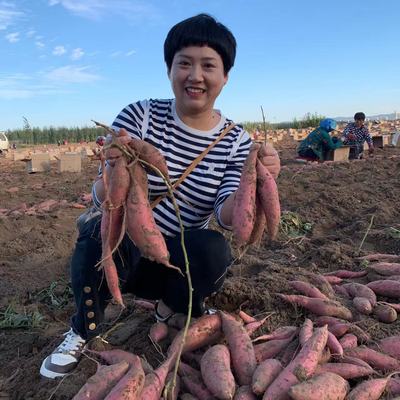 乡间小徐新鲜红薯香甜糖心流油