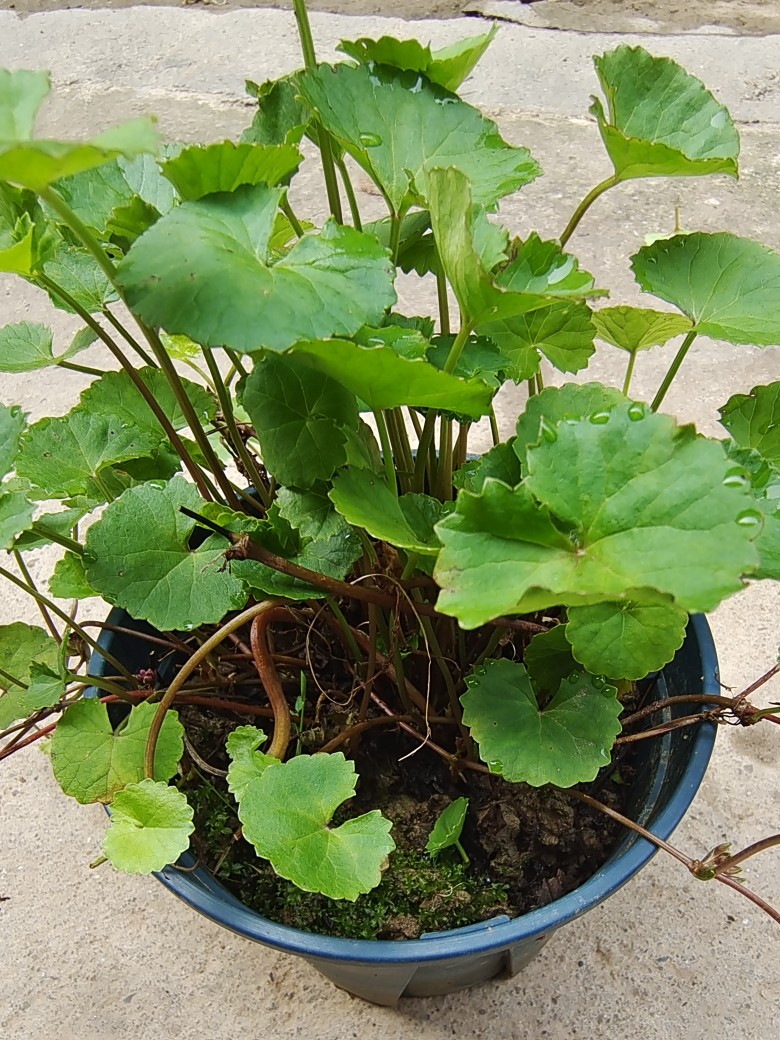 积雪草铜钱草马蹄草崩大碗