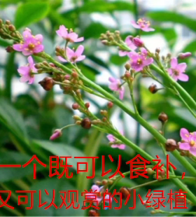 高丽参苗土人参菜苗栌兰