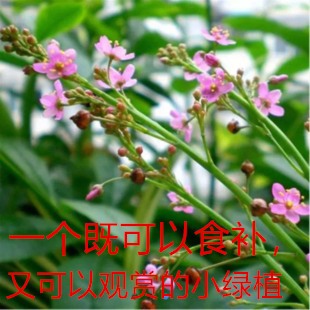 高丽参苗土人参菜苗栌兰