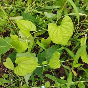 新鲜黄药子 黄独苗 朱砂莲 黄独 新鲜黄药子苗