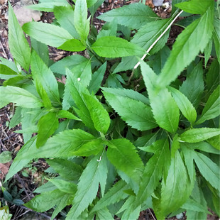 佩兰别名 兰草、圆梗泽兰、香水兰苗3棵省头草香草