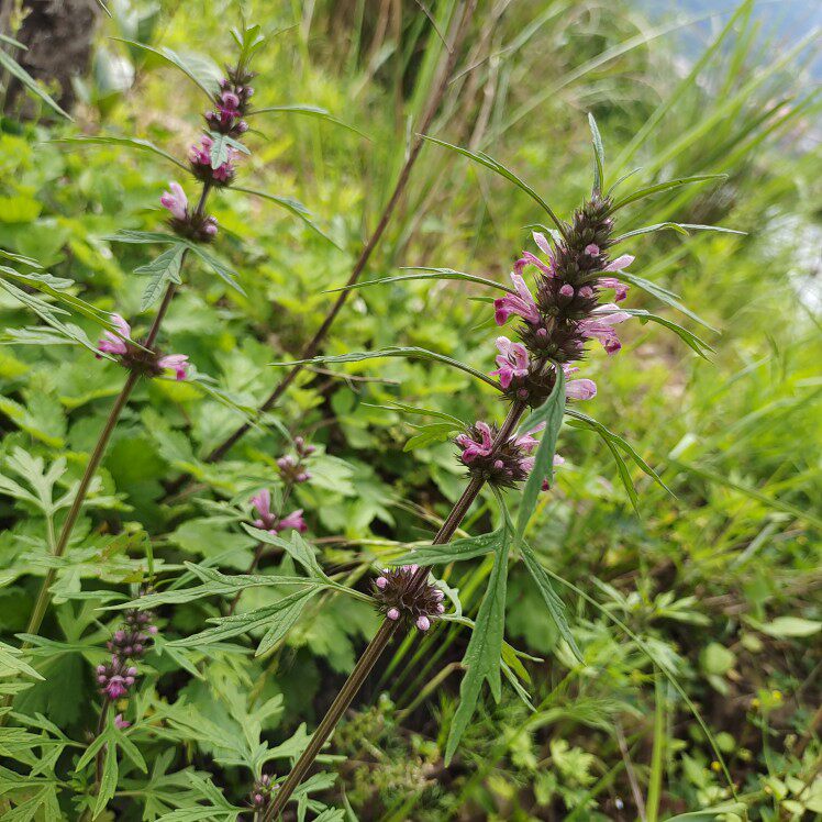 深山益母草  益母蒿坤草月母草红花益母草 新鲜晒干益母草苗