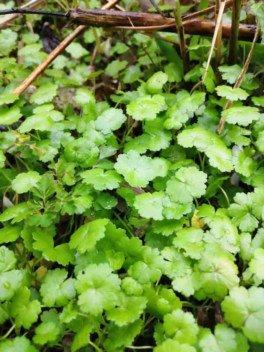 深山天胡荽 步地锦破铜钱满天星新鲜石胡荽 野芫荽鹅不食草苗30棵