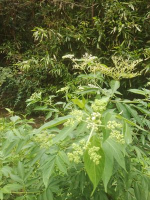 新鲜走马风 小接骨丹深山野接骨草 陆英八棱麻接骨草苗5棵