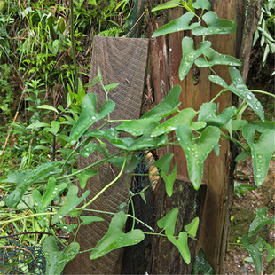 青木香养蝴蝶专用马兜铃苗  土青木香、青藤香 天星藤天仙藤苗1棵