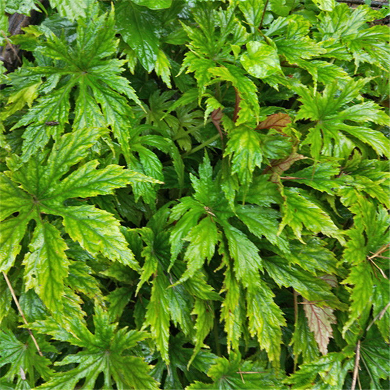 野掌裂叶秋海棠  秋海棠 掌裂叶秋海棠   新鲜裂叶秋海棠