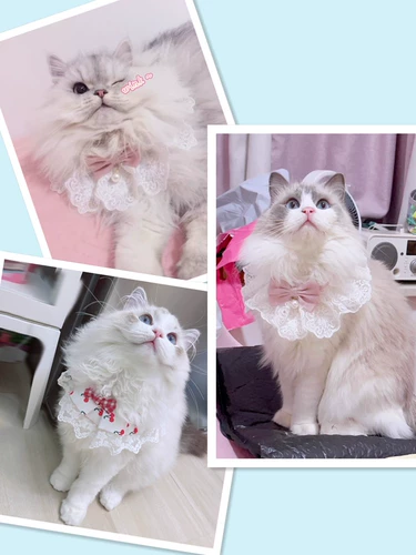 Фея кошка осень Притворяется шейная одежда для любимой собаки собака для водного полотенца библены кукольная кошка библейка кошка кошка