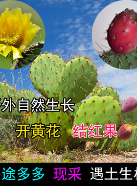 野外生长修罗团扇仙人掌新鲜带刺植物多肉盆栽懒人绿植挨土就活