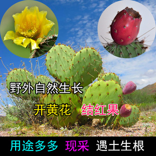 野外生长修罗团扇仙人掌新鲜带刺植物多肉盆栽懒人绿植挨土就活