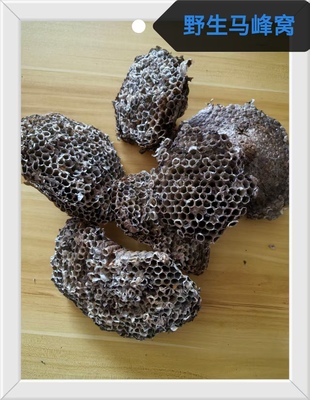 天然纯野生正品野蜂窝马蜂窝露蜂房黄蜂窝山蜂房老蜂巢中药材