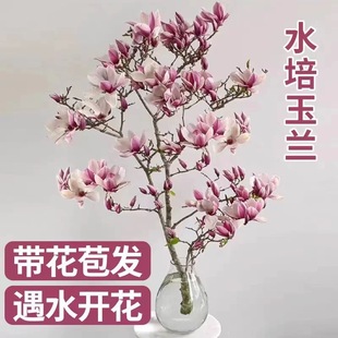 紫玉兰花水培干枝鲜切带花苞鲜枝室内办公室植物四季绿植好养花卉