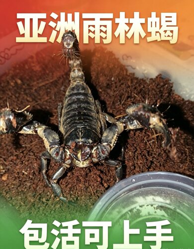 【现货】亚洲雨林蝎超大宠物活体18cm温顺无毒可上手包活爬虫