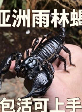 亚洲雨林蝎超大宠物黑蝎子活体18cm温顺无毒可上手爬虫包邮包活异
