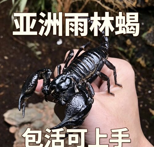 【现货】亚洲雨林蝎超大宠物活体18cm温顺无毒可上手包活爬虫