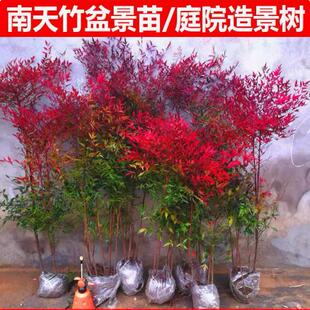 南天竹苗树苗南天竹盆景盆栽火焰红天竺蓝天竹耐寒植物庭院绿化苗