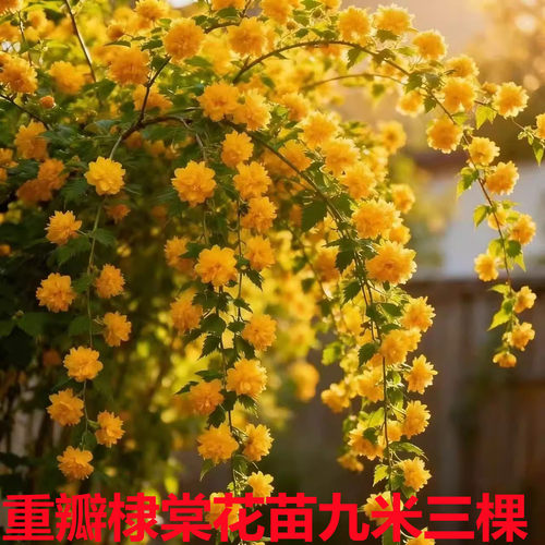 盆栽庭院耐阴耐寒花卉多季开花