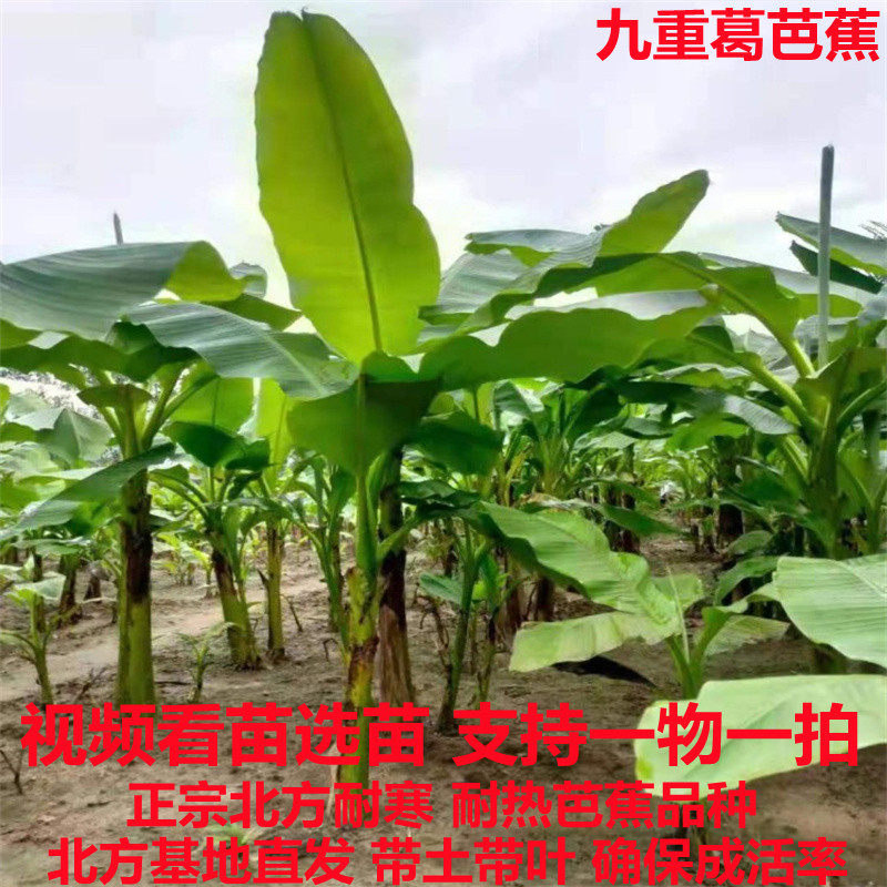 庭院大型绿植花卉芭蕉苗 北方耐寒观赏日本芭蕉树苗室内大叶植物