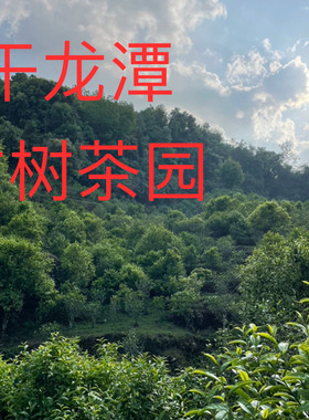 【2026年邦东干龙潭】古树纯料普洱生茶小店招牌兰花香滋味浓郁
