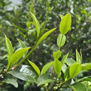 【昔归茶区干龙潭古树白露秋】普洱生茶古树纯料高香高甜韵味十足