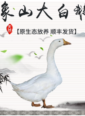 现杀大白鹅杀好5.7斤左右