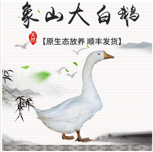浙东大白鹅 农家散养新鲜大鹅大白鹅活体现杀完5.5斤左右宁波象山