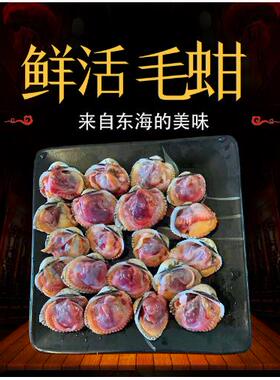 宁波象山石浦特产鲜活毛蚶1000g毛蛤泥蚶舟山毛蛤泥蚶大毛蚶