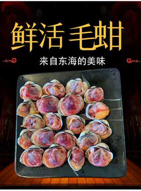 宁波象山石浦特产鲜活毛蚶1000g毛蛤泥蚶舟山毛蛤泥蚶大毛蚶