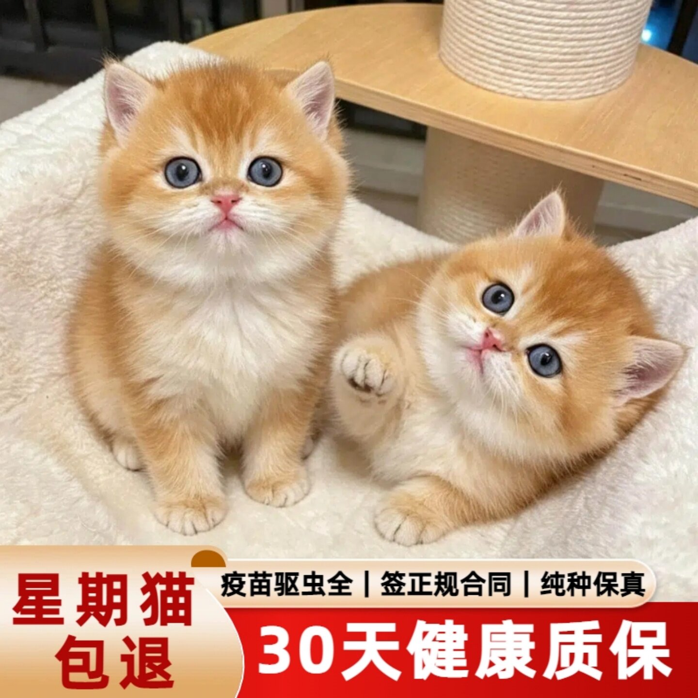 金渐层幼猫短毛猫咪宠物金色英短纯种猫曼基康矮脚熊版小奶猫活物