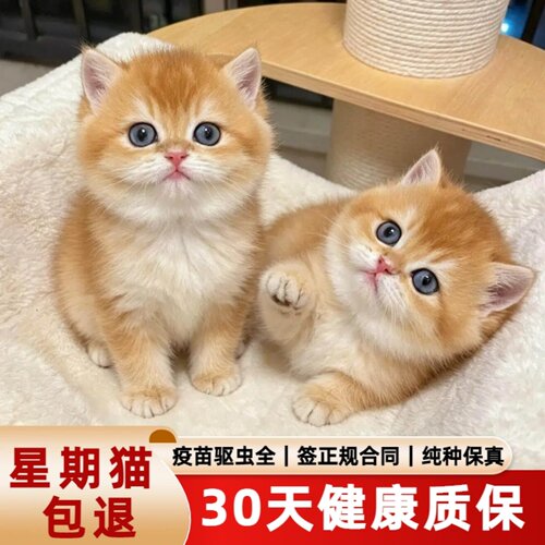 金渐层幼猫短毛猫咪宠物金色英短纯种猫曼基康矮脚熊版小奶猫活物
