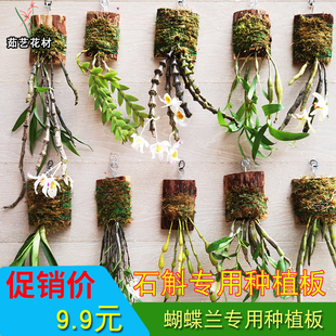 杉木种植板铁皮石斛蝴蝶兰杉树木板大块树皮天然石斛兰附生板