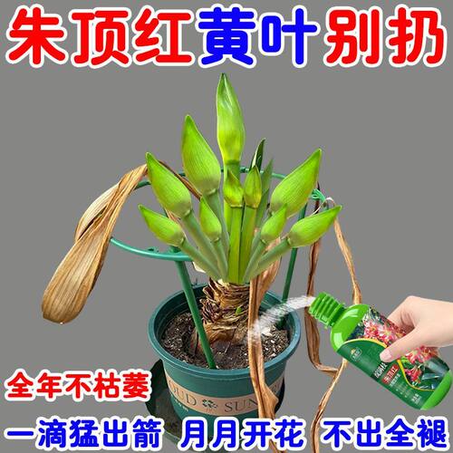 猛拔箭】朱顶红营养液专用肥料催发芽拔箭催开花防黄叶磷钾肥