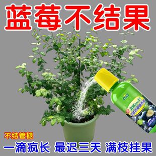 蓝莓浓缩营养液促花促果防黄叶促发芽专用肥家用生长期挂果增甜