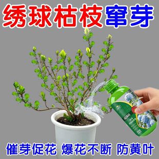 干枝急救绣球花专用营养液防闷根打蔫焦叶不开花黄叶催开花专用肥