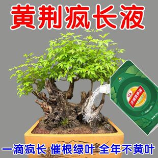 【急救】黄荆老桩盆景专用营养液叶面肥盆栽树苗绿植物花木氮肥